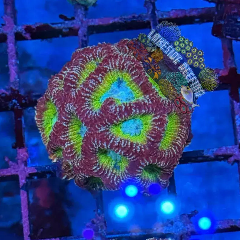 ACI Charizard Dipsastraea 2 Lakeside Reefing