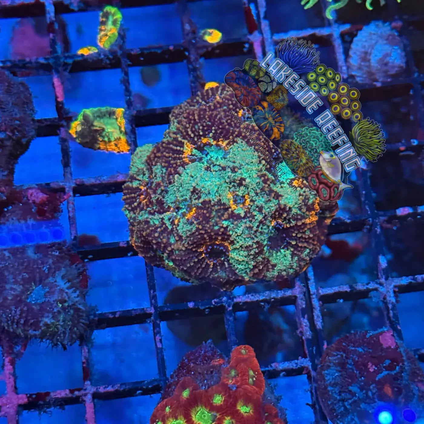 Green Marble Acan Echinata Coral Lakeside Reefing