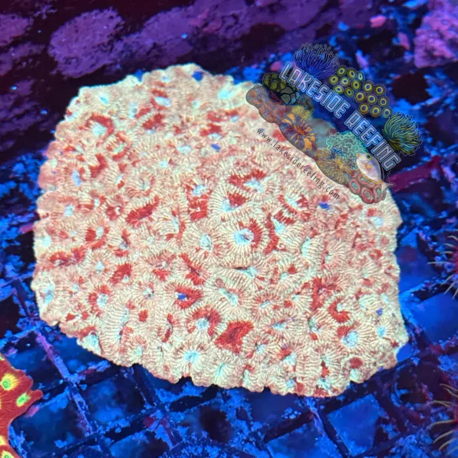 Gold and Red Favia Colony Lakeside Reefing
