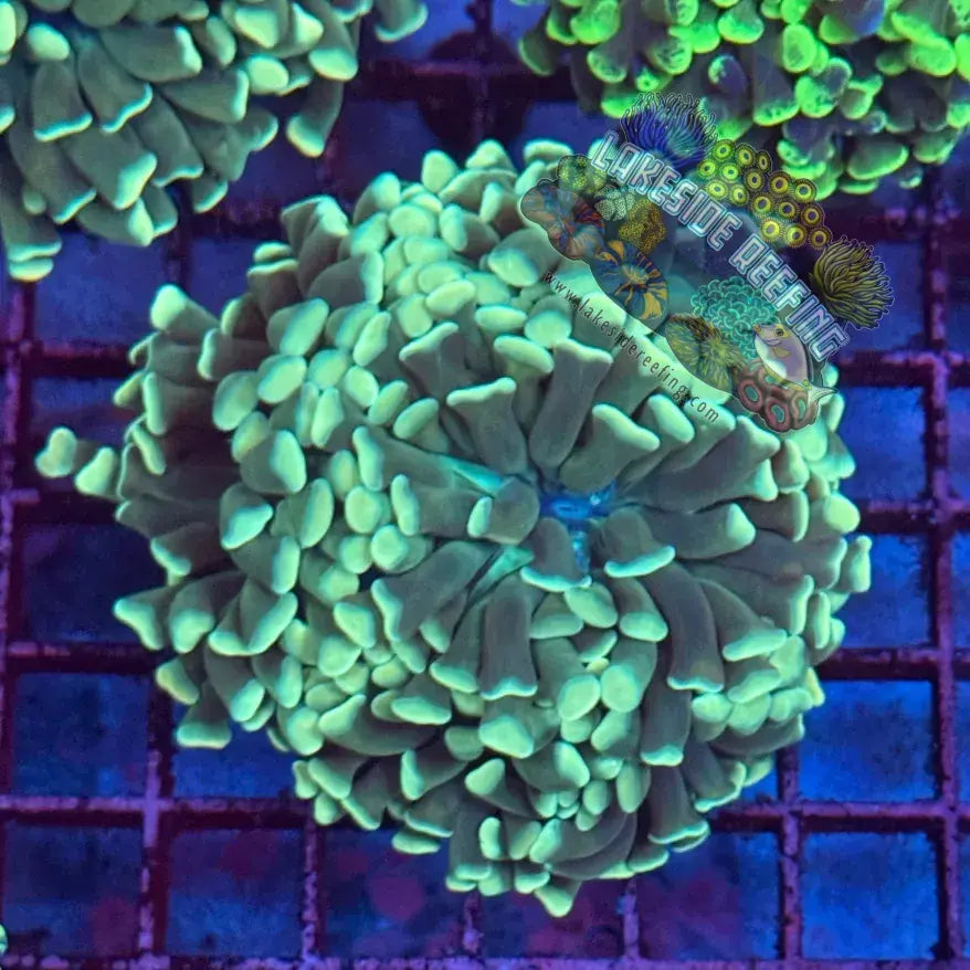 Branching Mint Green Hammer Coral R1C7 Lakeside Reefing