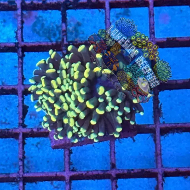 Cristata Type Deep Green with Yellow Tips Torch Coral R4B7 Lakeside Reefing