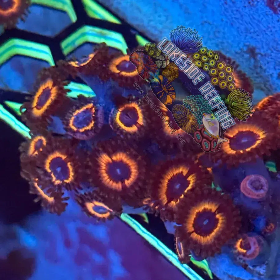 Sonic Flare Zoa Frag Lakeside Reefing