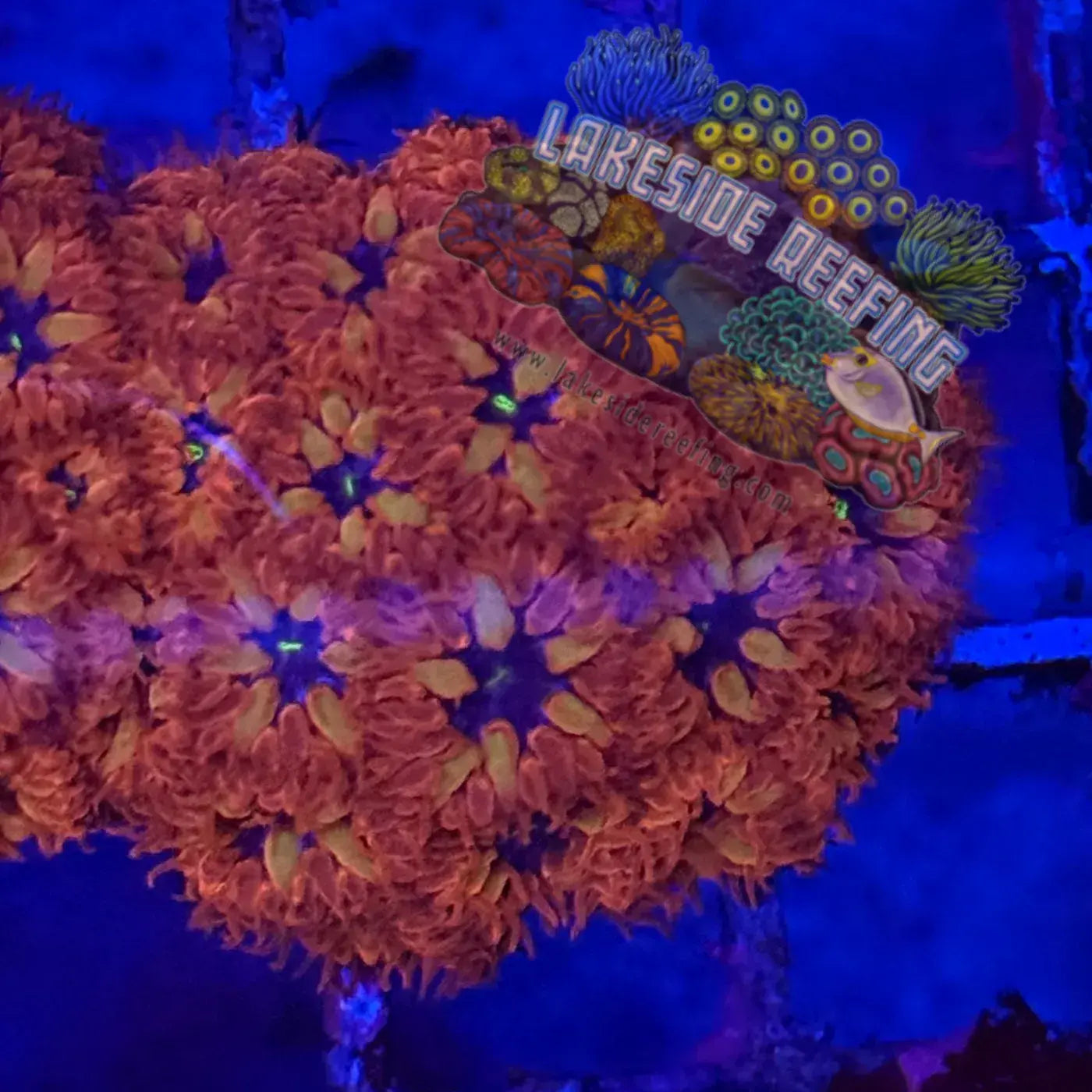 ACI Blue Raven Merletti Blastomussa 1