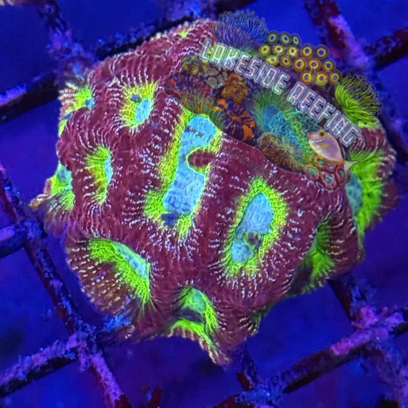 ACI Charizard Dipsastraea 1