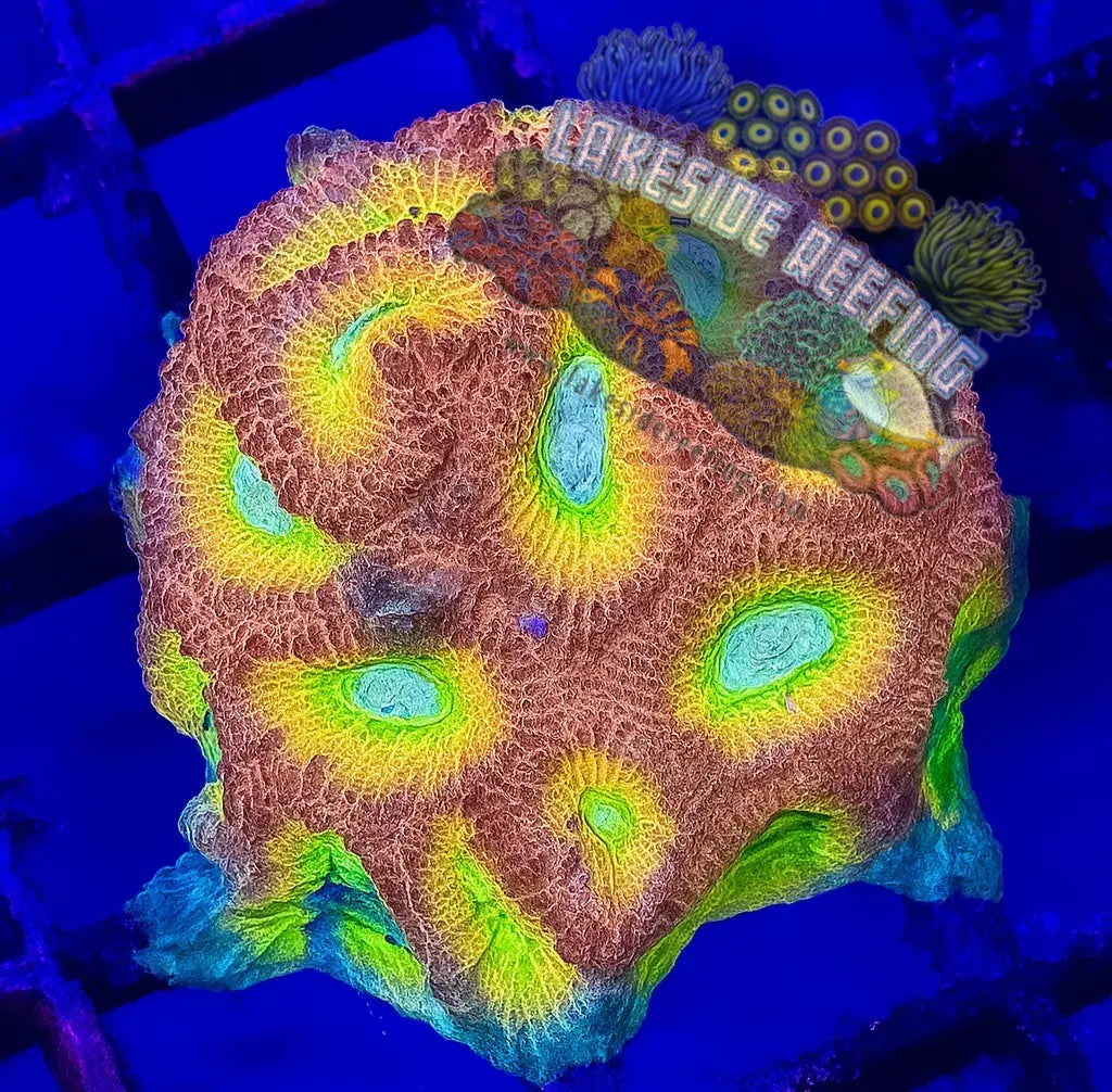 ACI Cultured Drunk Monkey Dipsastraea 1