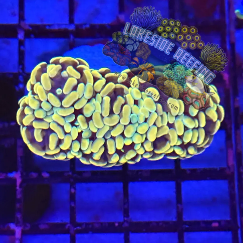 Branching Gold Hammer R3D9 Lakeside Reefing