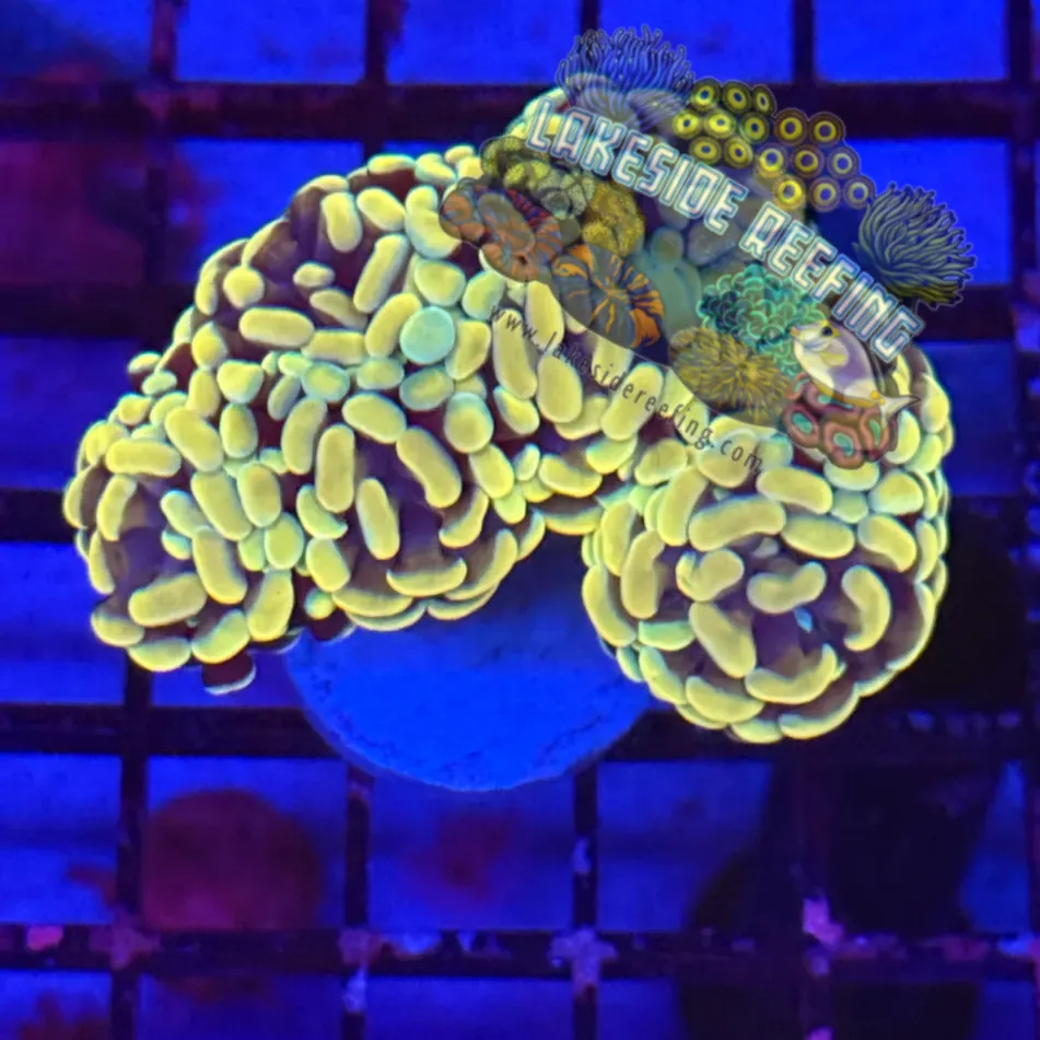 Branching Gold Hammer R3C9 Lakeside Reefing