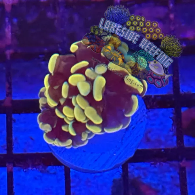 Branching Gold Hammer R3D10 Lakeside Reefing