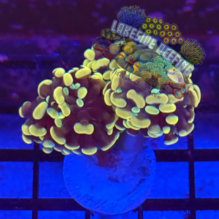 Branching Gold Hammer R3C10 Lakeside Reefing