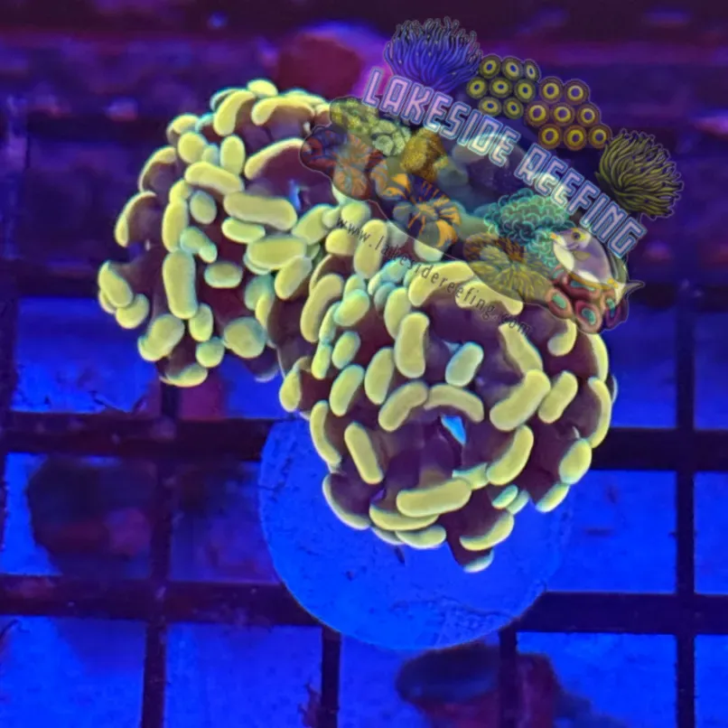 Branching Gold Hammer R3B10 Lakeside Reefing