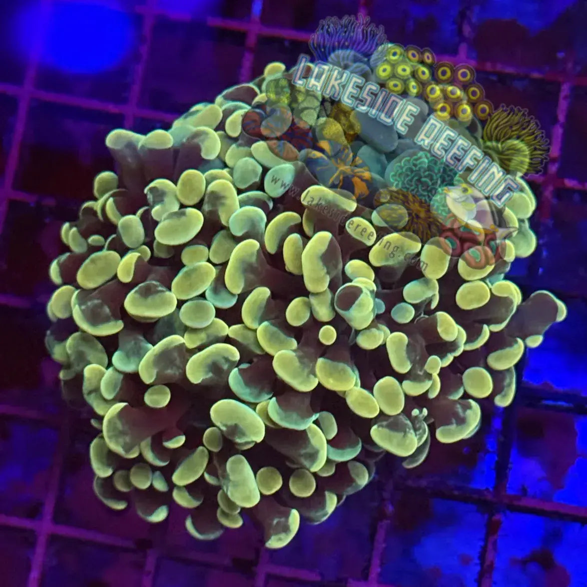 Gold Hammer Coral R1B1 Lakeside Reefing