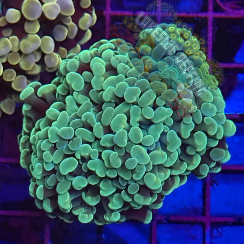 Branching Mint Green Hammer Coral R1C2 Lakeside Reefing