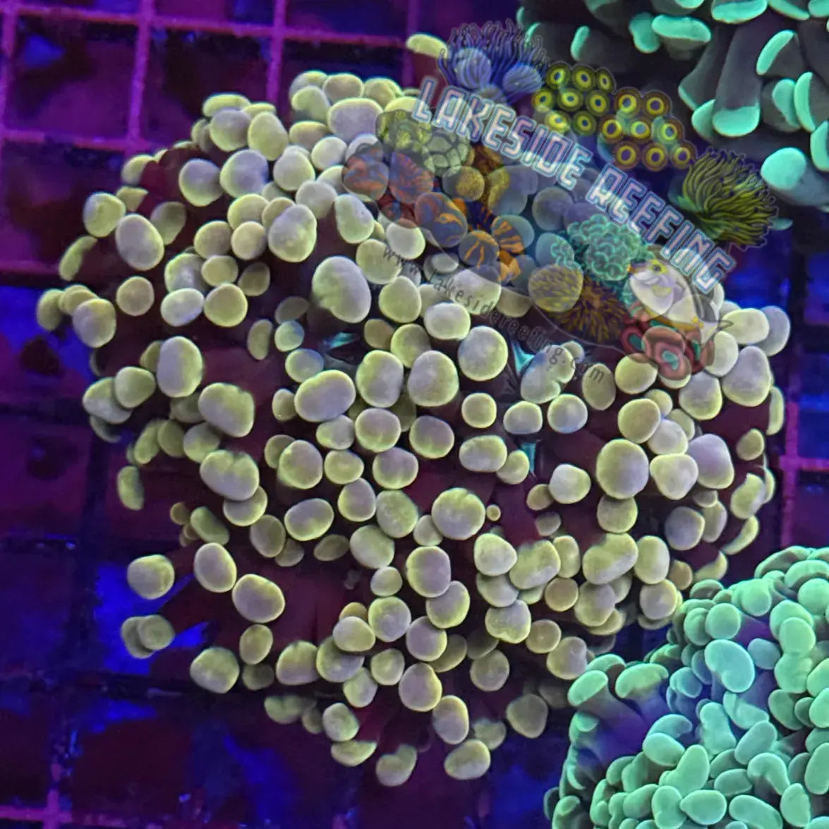 Branching Gold Master Hammer Coral R1B2 Lakeside Reefing