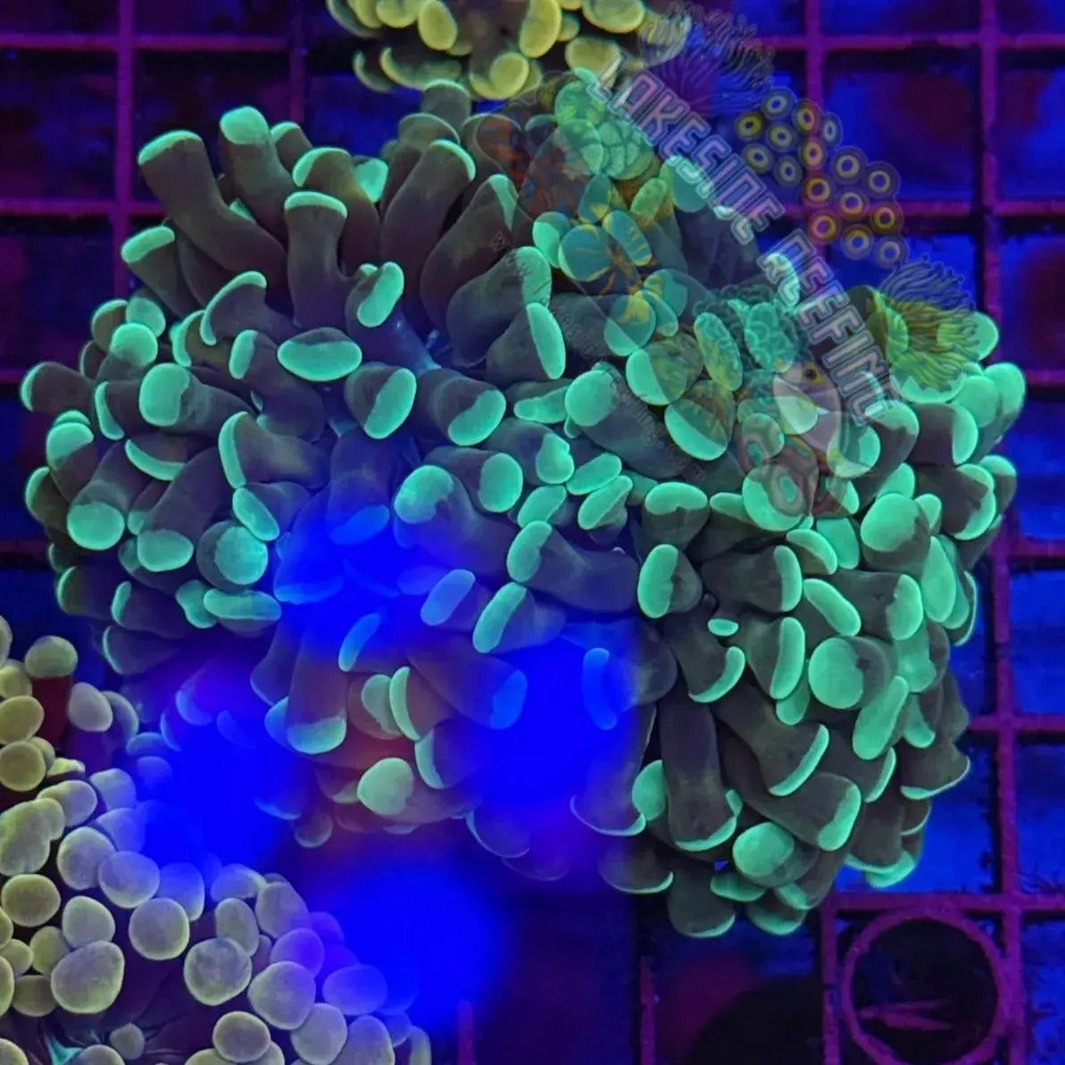 Branching Gold and Green Honeycomb Hammer Coral R1C3 Lakeside Reefing