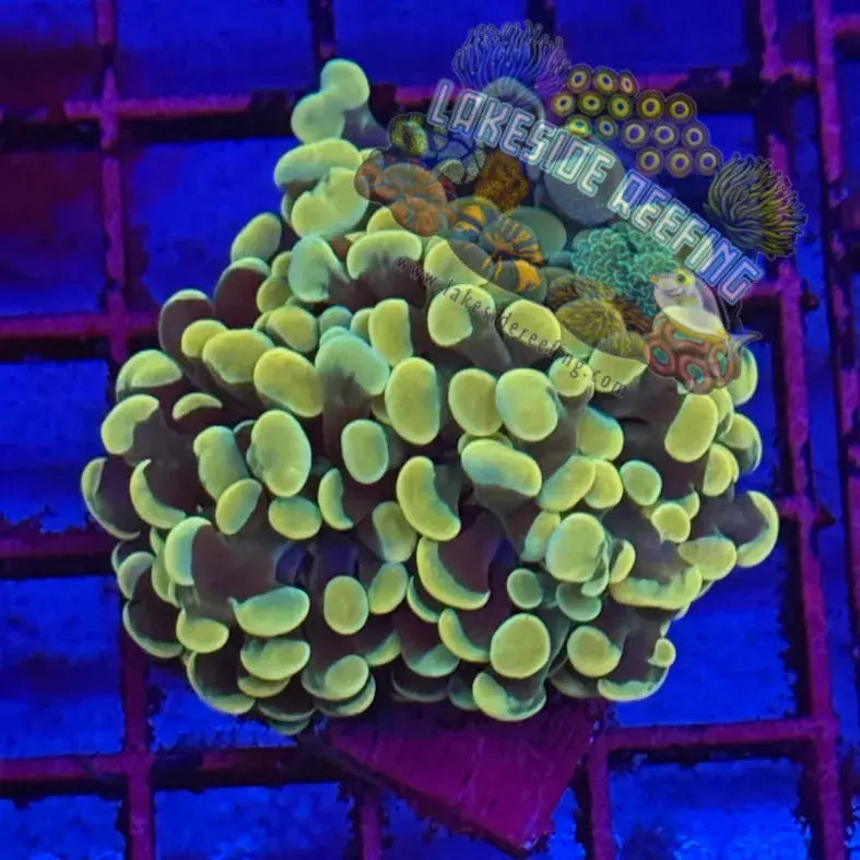 Branching Gold Hammer Coral R1D3 Lakeside Reefing
