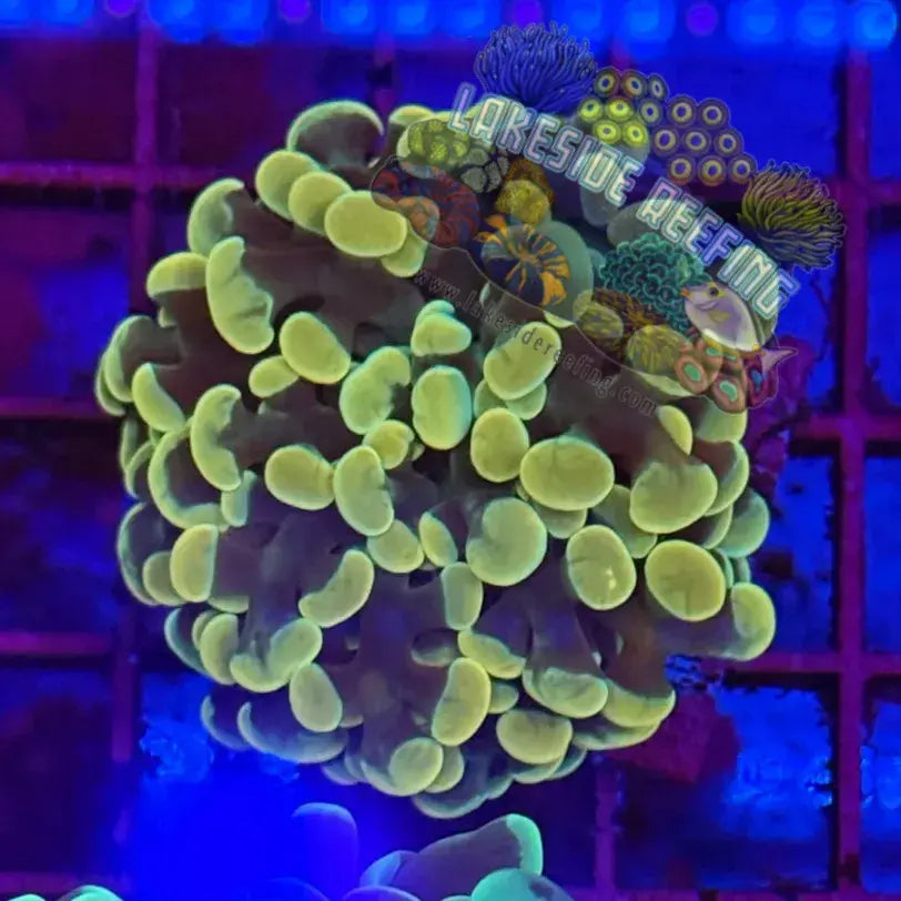Branching Gold Hammer Coral R1C4 Lakeside Reefing