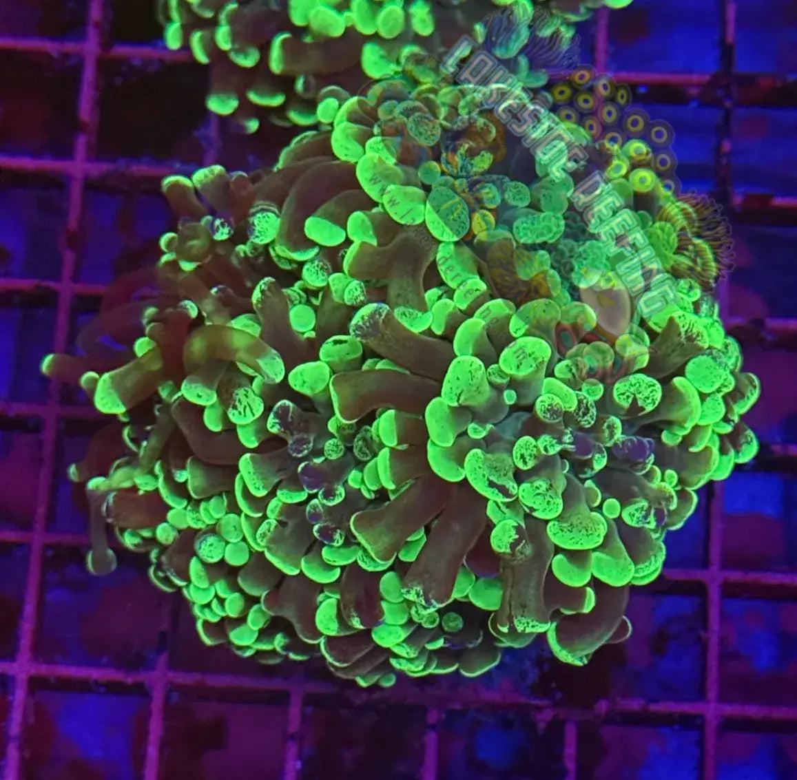 Branching Toxic Splatter Hammer Coral Colony R1A7 Lakeside Reefing