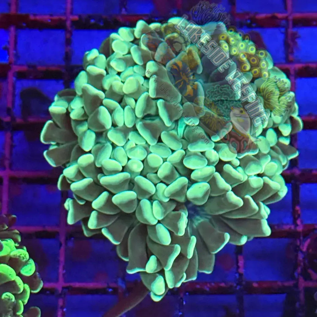Branching Mint Green Hammer Coral R1C8 Lakeside Reefing