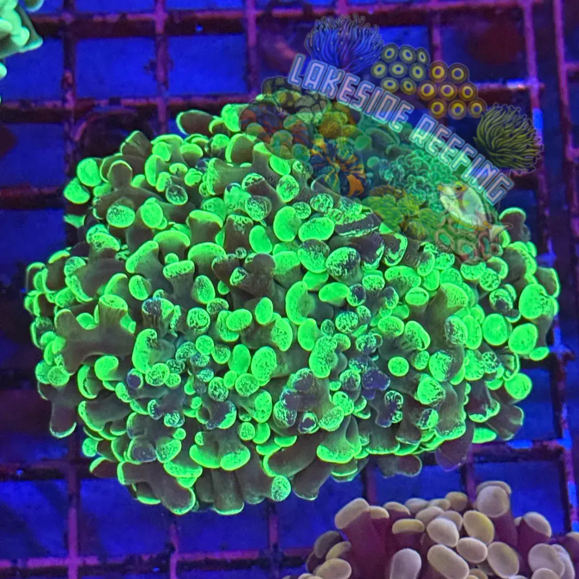 Branching Toxic Splatter Hammer Coral Colony R1C6 Lakeside Reefing