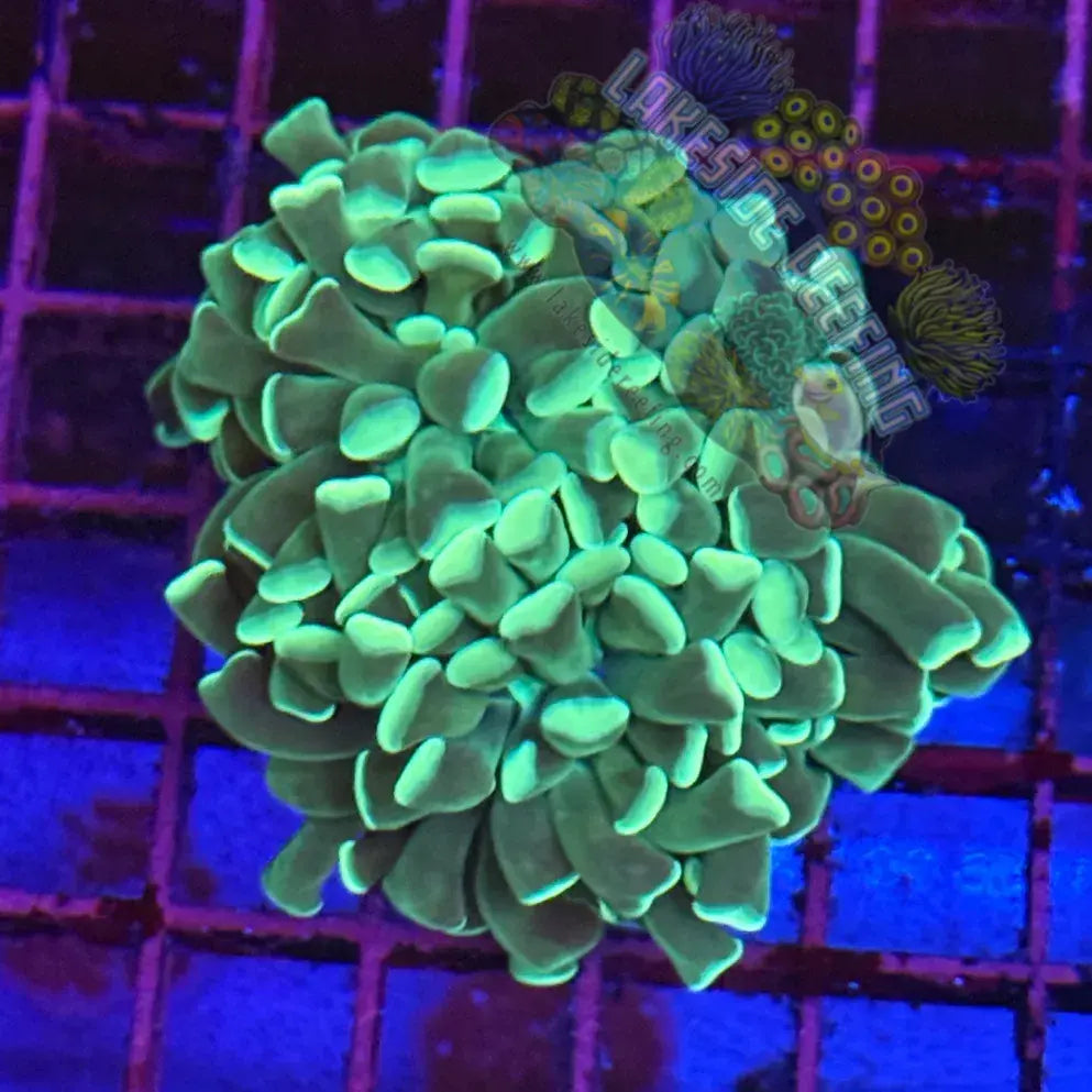Branching Mint Green Hammer Coral R1C7 Lakeside Reefing