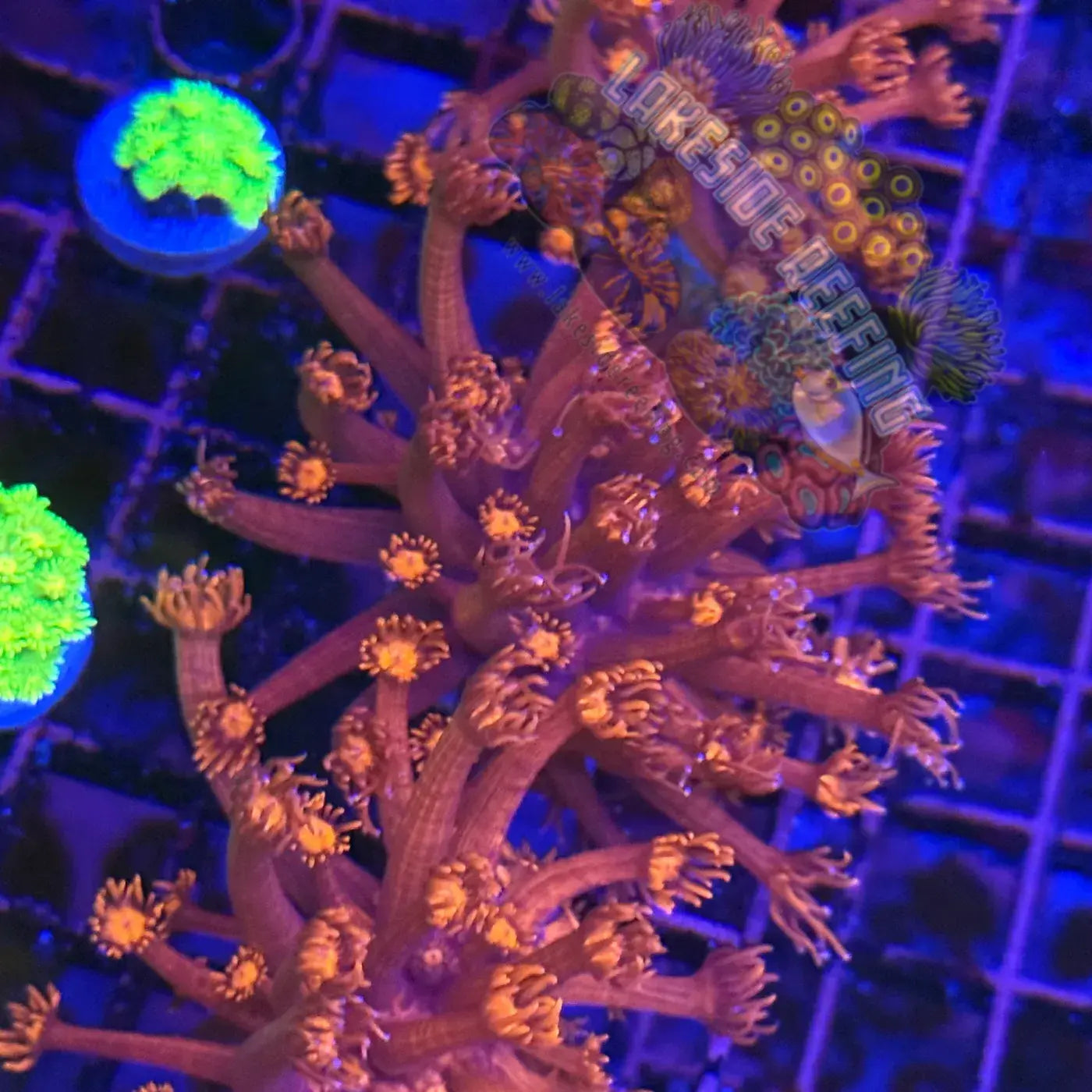Fire Red Goni Coral Frag Lakeside Reefing