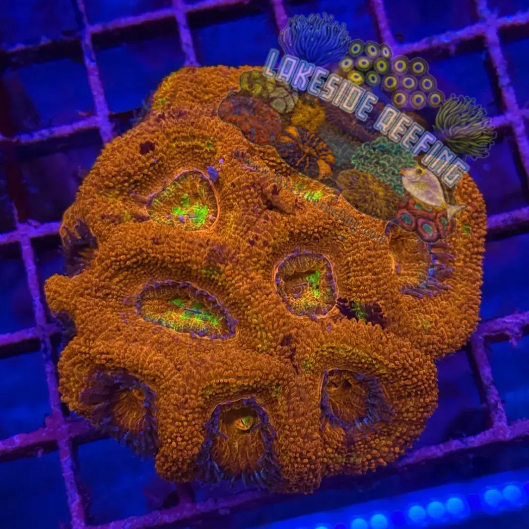 Ultra Acan R3B1 Lakeside Reefing