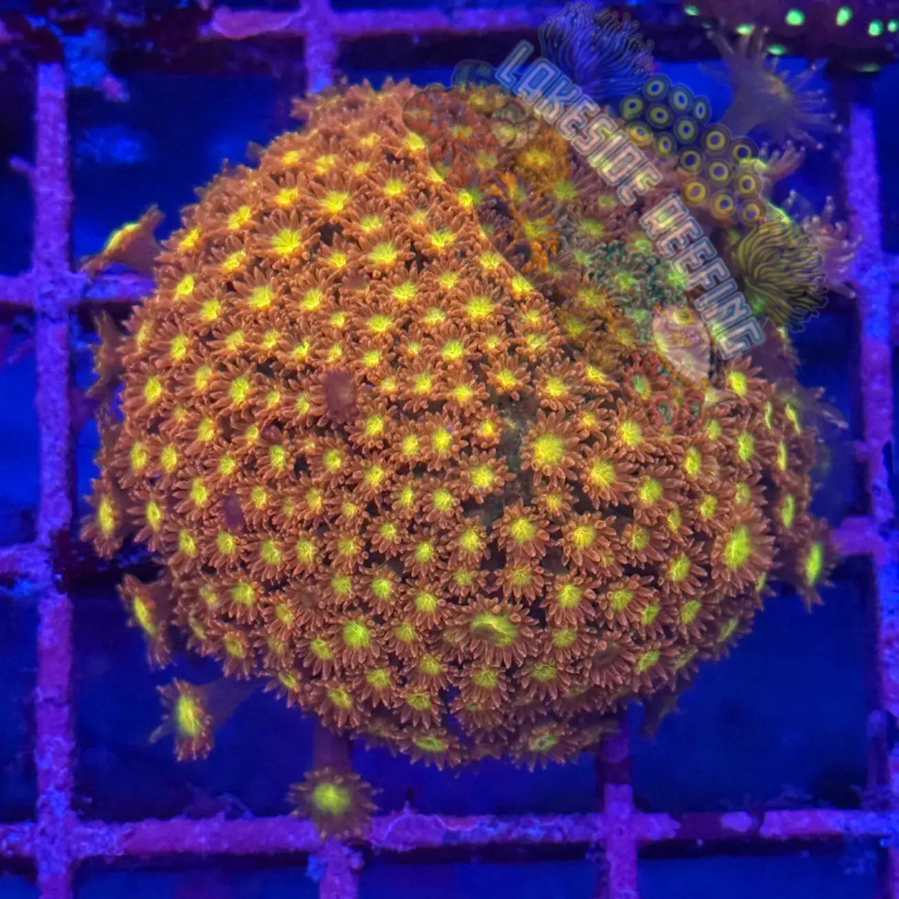 ACI Honey Suckle Goni Frag