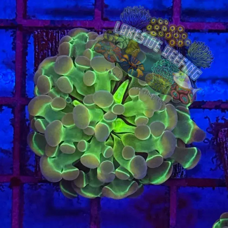 Branching Hologram Hammer R2A1 Lakeside Reefing