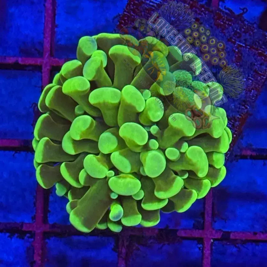 Branching Bright Green Hammer R2A2 Lakeside Reefing