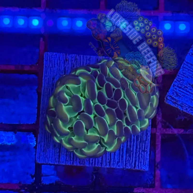 Branching Hologram Hammer R2A6 Lakeside Reefing