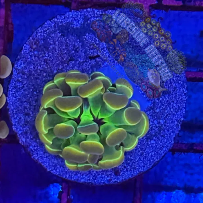 Branching Hologram Hammer R2A7 Lakeside Reefing