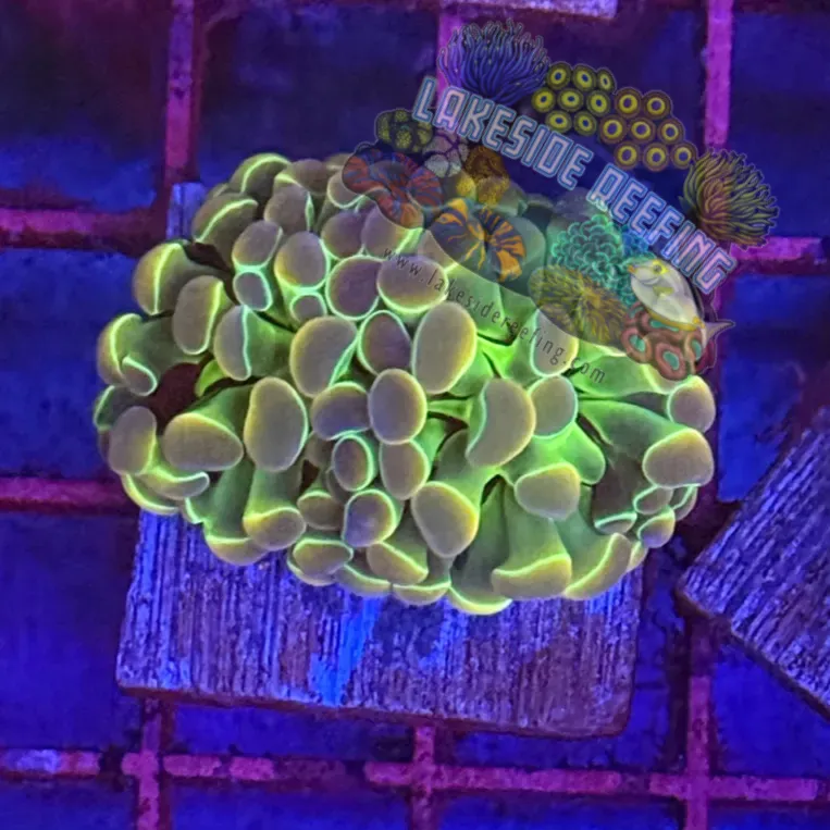 Branching Hologram Hammer R2A8 Lakeside Reefing