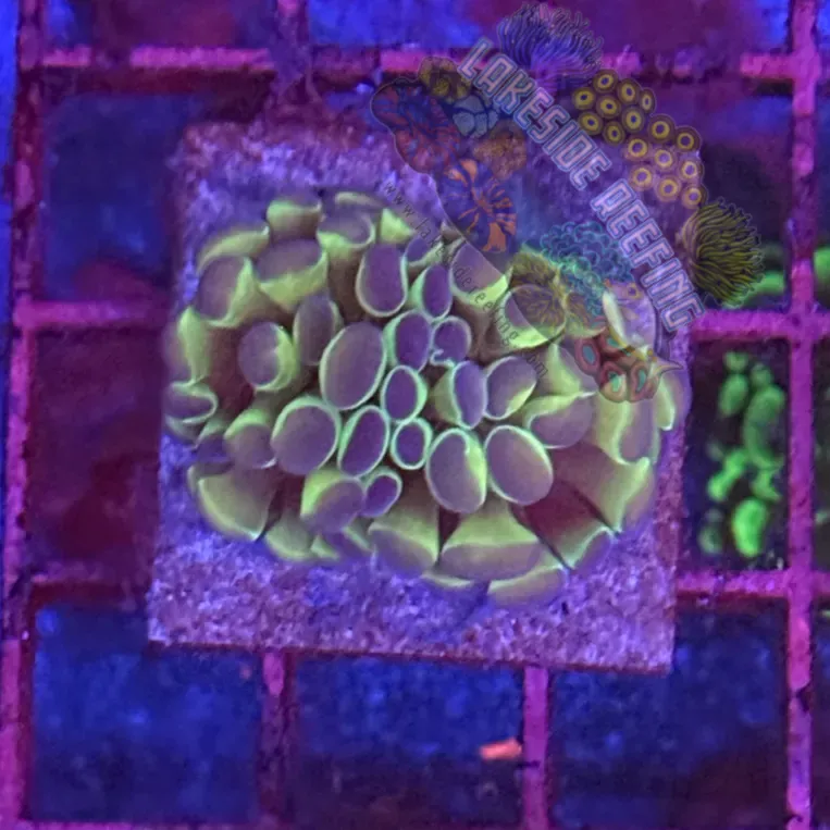 Branching Hologram Hammer R2A10 Lakeside Reefing