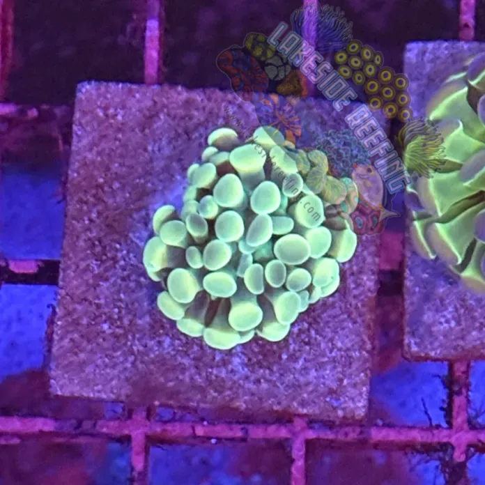 Branching Gold Hammer R2A11 Lakeside Reefing