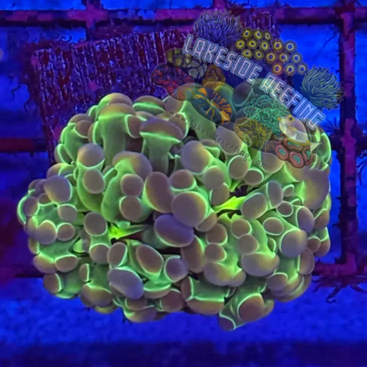 Branching Hologram Hammer R2B1 - Lakeside Reefing