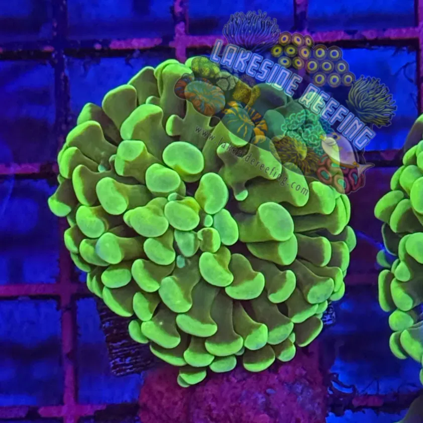 Branching Bright Green Hammer R2B2 Lakeside Reefing