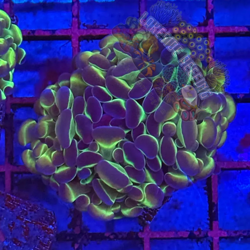 Branching Hologram Hammer R2B3 Lakeside Reefing