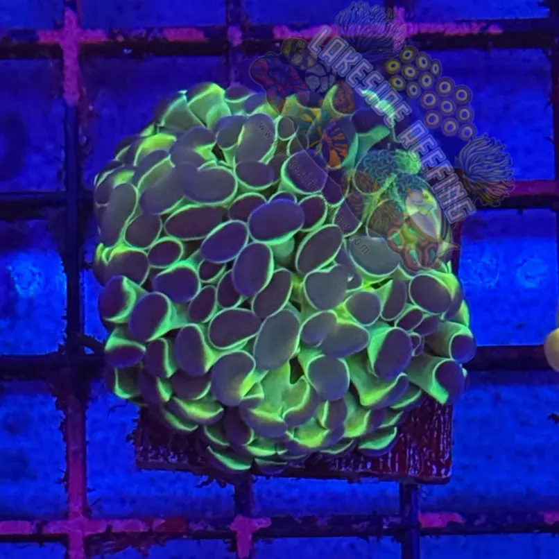 Branching Hologram Hammer R2B4 Lakeside Reefing