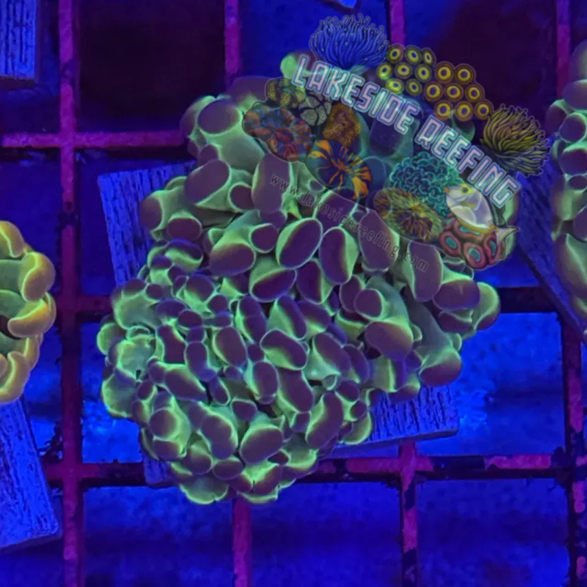 Branching Hologram Hammer R2B5 Lakeside Reefing