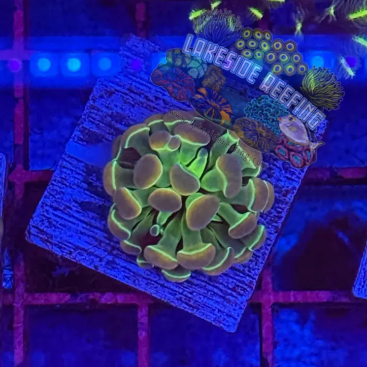 Branching Hologram Hammer R2B6 Lakeside Reefing