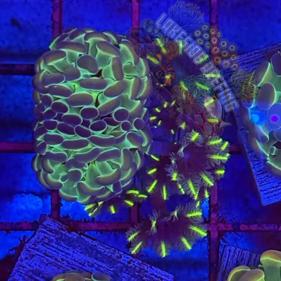 Branching Hologram Hammer with Firework Cloves R2B7 Lakeside Reefing