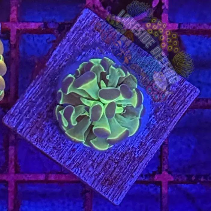 Branching Hologram Hammer R2B8 Lakeside Reefing