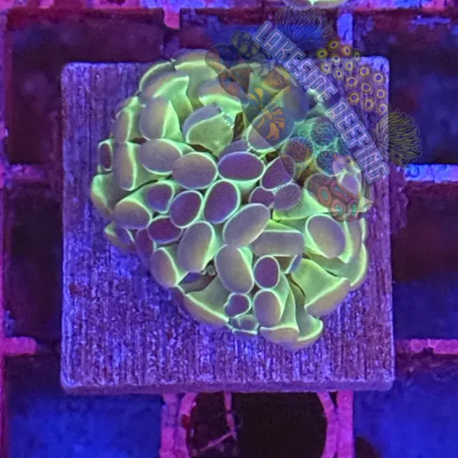 Branching Hologram Hammer R2B9 Lakeside Reefing