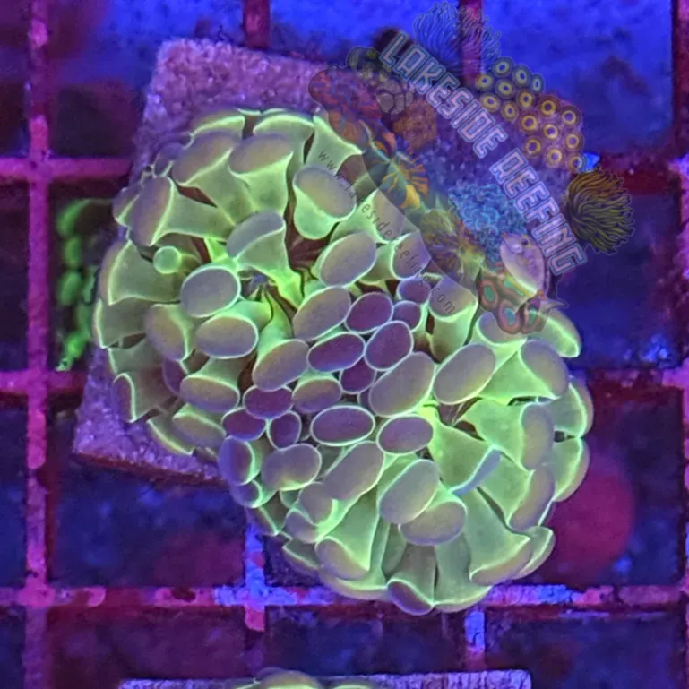 Branching Hologram Hammer R2B10 Lakeside Reefing