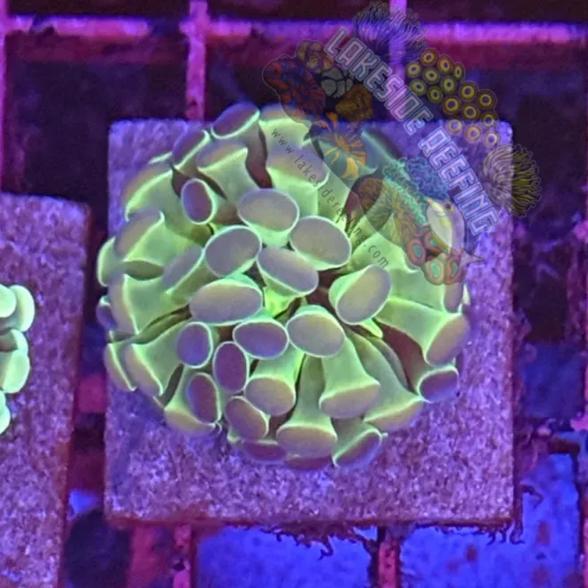 Branching Hologram Hammer R2B11 Lakeside Reefing