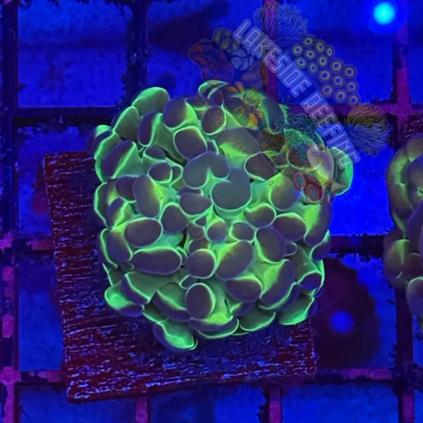 Branching Hologram Hammer R2C3 Lakeside Reefing