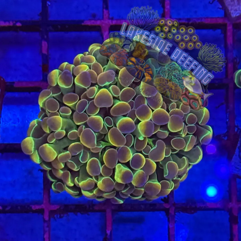 Branching Hologram Hammer R2C4 Lakeside Reefing