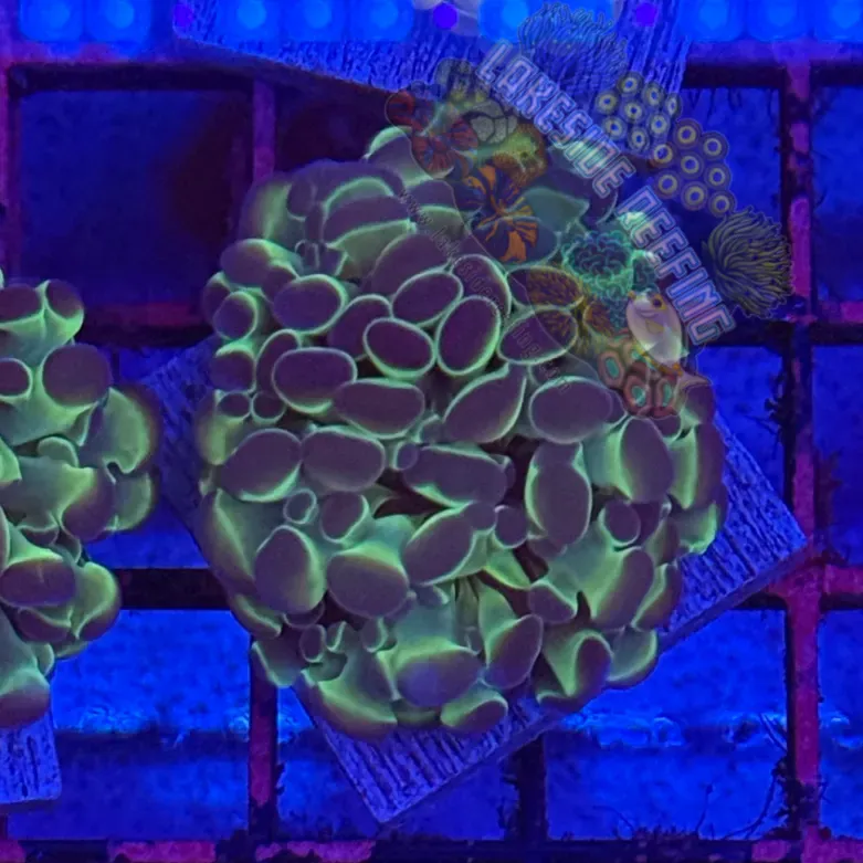 Branching Hologram Hammer R2C5 Lakeside Reefing