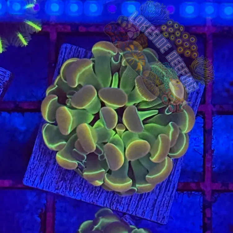 Branching Hologram Hammer R2C6 Lakeside Reefing