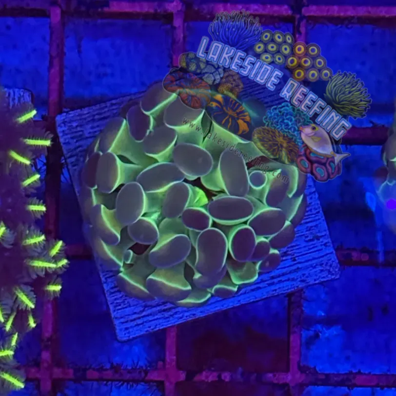 Branching Hologram Hammer R2C7 Lakeside Reefing